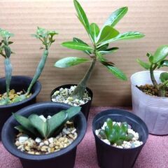 多肉植物類　Aセット　現在取引中！