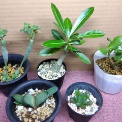 多肉植物類　Aセット　現在取引中！の画像