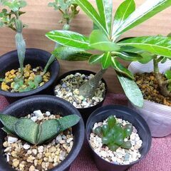 多肉植物類　Aセット　現在取引中！の画像