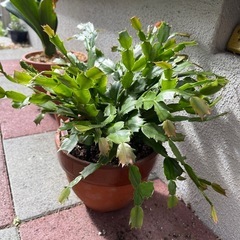 しゃこばサボテン