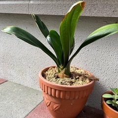 君子蘭