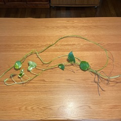 お値下げ！観葉植物ポトス　ゴールデン2本
