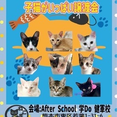 🐱『子猫がいっぱい』保護猫譲渡会🐱