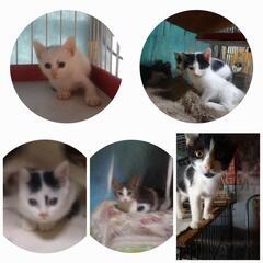 ずっとの家族になってくれませんか…(2.3枚目の🐱決定)