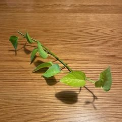 お値下げ！観葉植物ポトス　ライム 