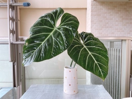 御確認用フィロデンドロングロリオサム 52 フィロデンドロン