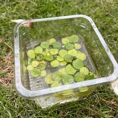 アマゾンフロッグピットなどの水草