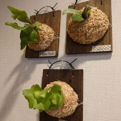 ビカクシダ 板付け3点セット(ウィリンキー、ホワイトホーク、キッ...