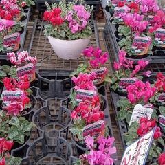 今頃から🍁春前まで🍀