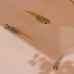 改良メダカ夜桜ゴールド若魚5匹の画像