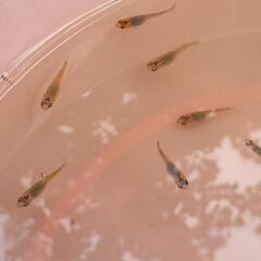 改良メダカ夜桜ゴールド若魚5匹の画像