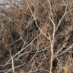 薪に使えます！木や枝葉の画像