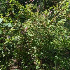 お庭の草取り