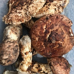 県内産●松茸/マツタケ/まつたけ●100g-3000〜4000円