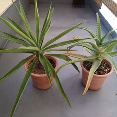 ★縁起の良い観葉植物２類類（ユッカ・エレファンティペス、キダチア...