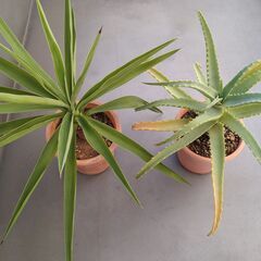 ★縁起の良い観葉植物２類類（ユッカ・エレファンティペス、キダチアロエ）お譲りします。の画像