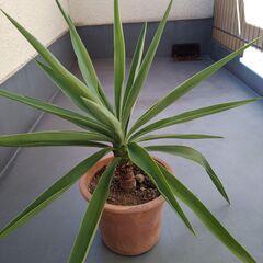 ★縁起の良い観葉植物２類類（ユッカ・エレファンティペス、キダチアロエ）お譲りします。の画像