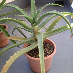 ★縁起の良い観葉植物２類類（ユッカ・エレファンティペス、キダチアロエ）お譲りします。の画像