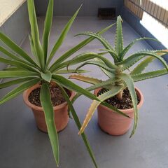 ★縁起の良い観葉植物２類類（ユッカ・エレファンティペス、キダチアロエ）お譲りします。の画像