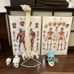 解剖図、骨模型セット