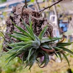 売約済み【Tillandsia】ionantha MEXICO ...