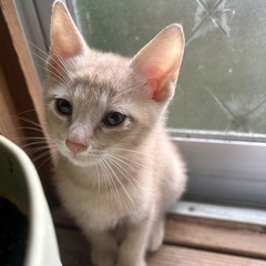 生後２ヶ月の子猫ちゃんの里親募集★