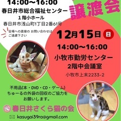 猫の譲渡会(K-2024-12)