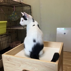 [決定]生後7か月、ぱっつん前髪の白黒♀ぱつ子🛩️ − 神奈川県