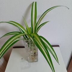 オリズルラン株　