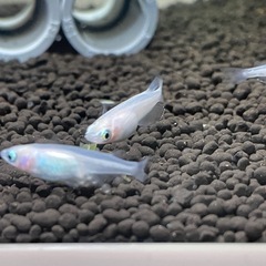 白メダカ4匹＋ミナミヌマエビ2匹差し上げます。
