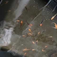 竜章鳳姿　メダカの画像