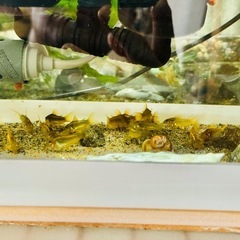 熱帯魚恵庭、期間限定‼️コリドラス　イルミネータスゴールド　１匹　800円 の画像