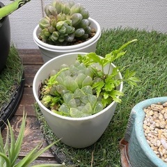 ハオルチア　オブツーサ