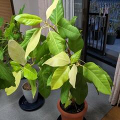 観葉植物用   アルテシーマ