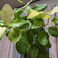 観葉植物用   アルテシーマの画像