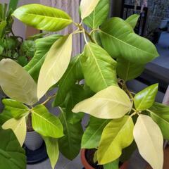 観葉植物用   アルテシーマの画像