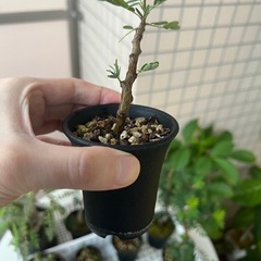 センナメリディオナリス枝挿し⑤の画像