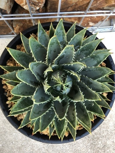 アロエ　ポリフィラ