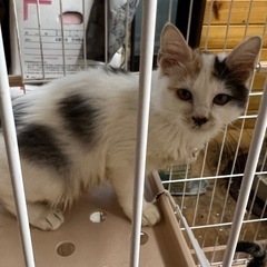 【決まりました】推定3-4ヶ月メス猫