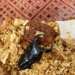 ダイオウヒラタクワガタ幼虫の画像