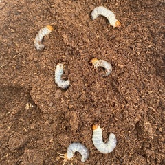 ダイオウヒラタクワガタ幼虫