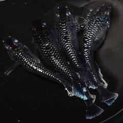 完売🙇🐟️ミッドナイトフリル　ラメ✨️　２ペア🉐　きれいです✨️ 安心現物個体　№39の画像