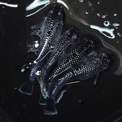 完売🙇🐟️ミッドナイトフリル　ラメ✨️　２ペア🉐　きれいです✨️ 安心現物個体　№39の画像