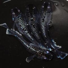 完売🙇🐟️ミッドナイトフリル　ラメ✨️　２ペア🉐　きれいです✨️...