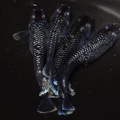 完売🙇🐟️ミッドナイトフリル　ラメ✨️　２ペア🉐　きれいです✨️ 安心現物個体　№39の画像