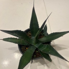 アガベ　サルミアナの画像