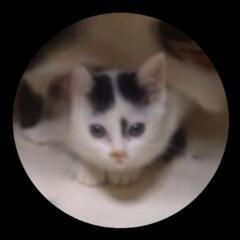 ずっと一緒にいたい🐱！ずっとの家族決まりました。