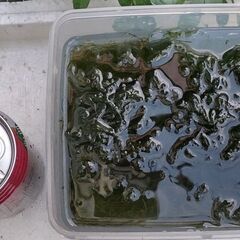 決まりました。　ウィローモス　メダカ水槽に如何ですか？ 　２４－⑥の画像