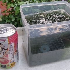 決まりました。　ウィローモス　メダカ水槽に如何ですか？ 　２４－⑥の画像