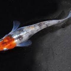 決まりました。　ウィローモス　メダカ水槽に如何ですか？ 　２４－⑥の画像